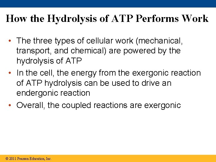 How the Hydrolysis of ATP Performs Work • The three types of cellular work