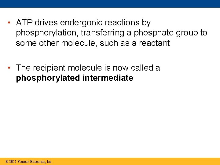  • ATP drives endergonic reactions by phosphorylation, transferring a phosphate group to some