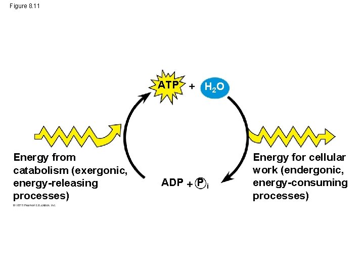 Figure 8. 11 ATP Energy from catabolism (exergonic, energy-releasing processes) ADP H 2 O