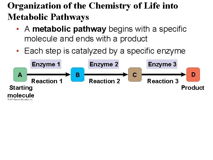 Organization of the Chemistry of Life into Metabolic Pathways • A metabolic pathway begins