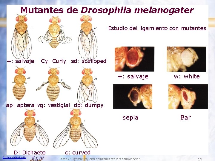Mutantes de Drosophila melanogater Estudio del ligamiento con mutantes +: salvaje Cy: Curly sd: