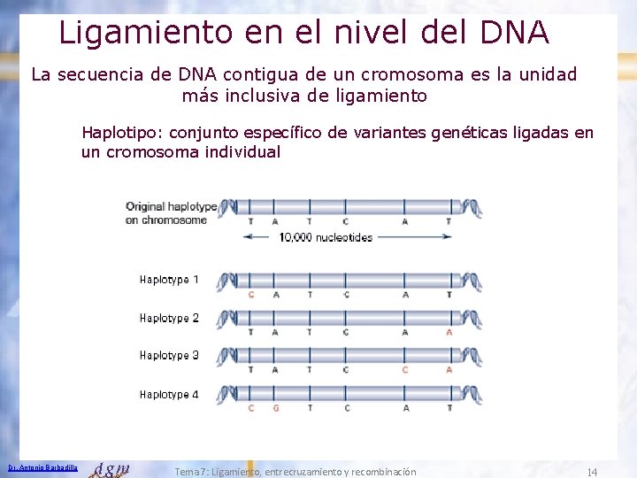 Ligamiento en el nivel del DNA La secuencia de DNA contigua de un cromosoma