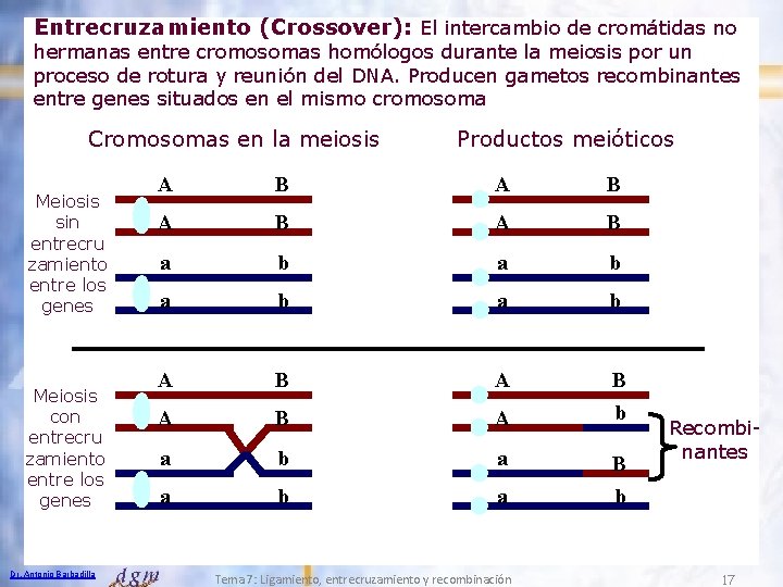 Entrecruzamiento (Crossover): El intercambio de cromátidas no hermanas entre cromosomas homólogos durante la meiosis