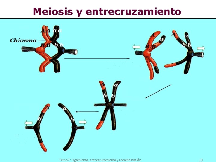 Meiosis y entrecruzamiento Tema 7: Ligamiento, entrecruzamiento y recombinación 18 