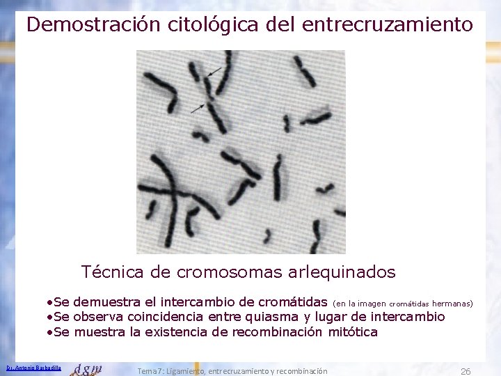 Demostración citológica del entrecruzamiento Técnica de cromosomas arlequinados • Se demuestra el intercambio de