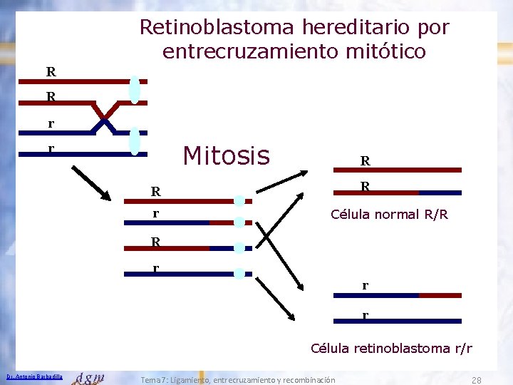Retinoblastoma hereditario por entrecruzamiento mitótico R R r Mitosis r R R R r