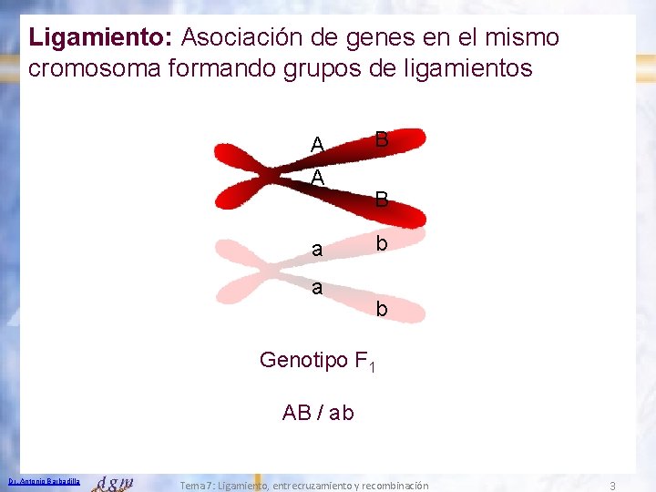 Ligamiento: Asociación de genes en el mismo cromosoma formando grupos de ligamientos A A