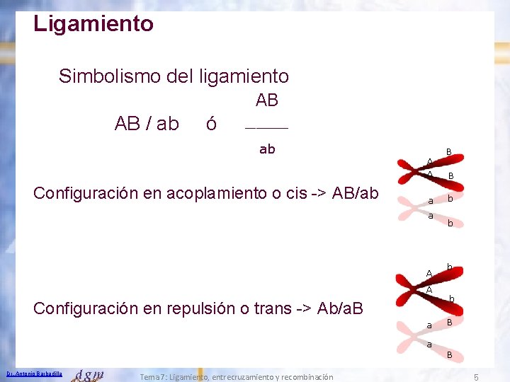 Ligamiento Simbolismo del ligamiento AB / ab ó ____ ab A A Configuración en