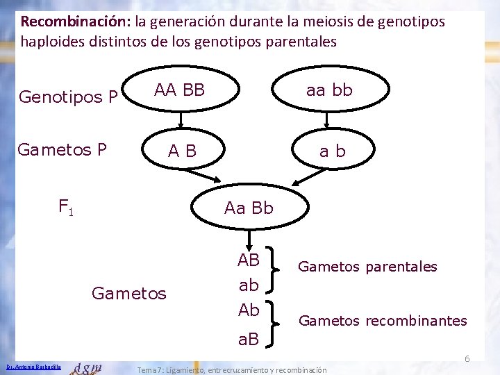 Recombinación: la generación durante la meiosis de genotipos haploides distintos de los genotipos parentales