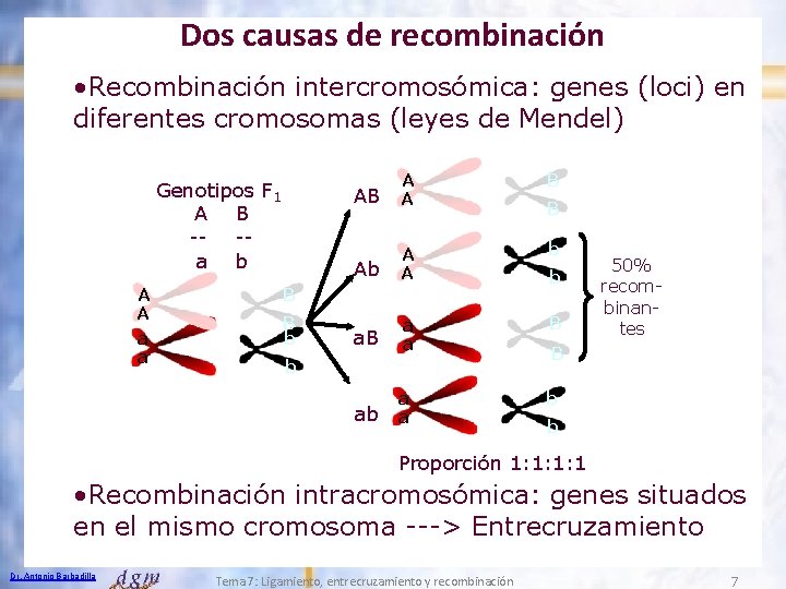 Dos causas de recombinación • Recombinación intercromosómica: genes (loci) en diferentes cromosomas (leyes de