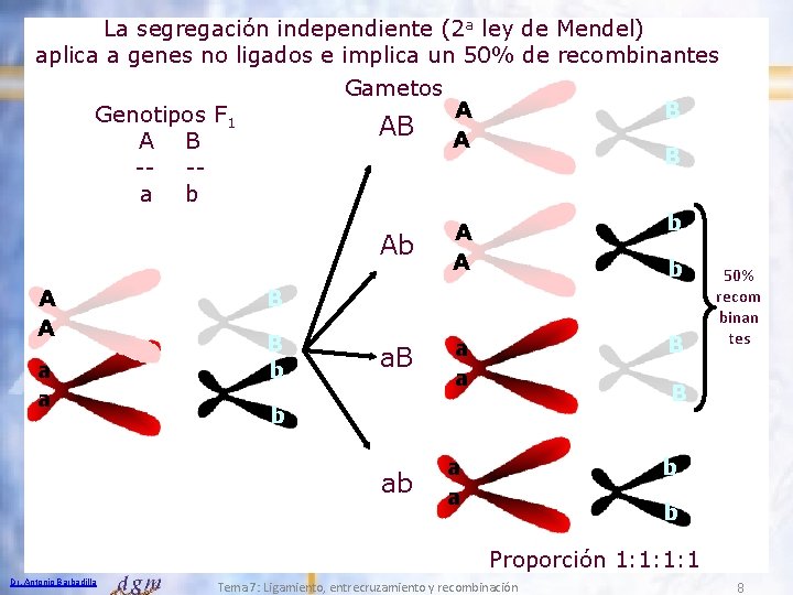 La segregación independiente (2 a ley de Mendel) aplica a genes no ligados e