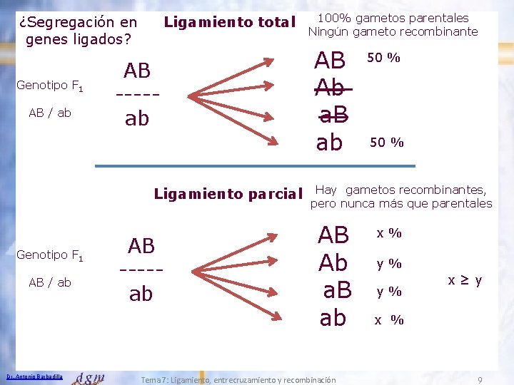 ¿Segregación en genes ligados? Genotipo F 1 AB / ab Ligamiento total AB ----ab