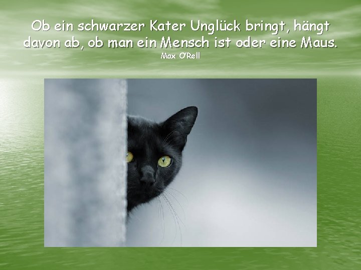 Ob ein schwarzer Kater Unglück bringt, hängt davon ab, ob man ein Mensch ist