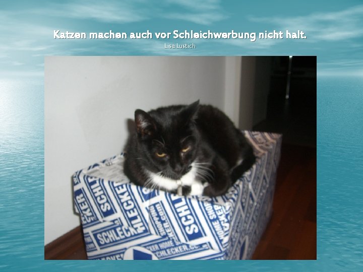 Katzen machen auch vor Schleichwerbung nicht halt. Lisa Lustich 