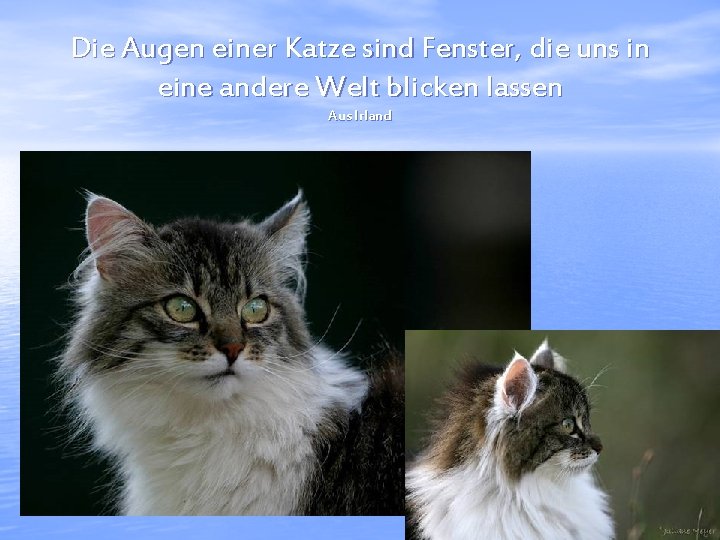 Die Augen einer Katze sind Fenster, die uns in eine andere Welt blicken lassen