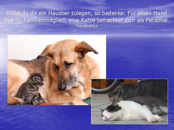 Willst du dir ein Haustier zulegen, so bedenke: Für einen Hund bist du Familienmitglied,