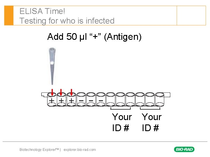 ELISA Time! Testing for who is infected Add 50 µl “+” (Antigen) Your ID