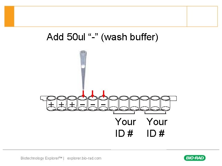 Add 50 ul “-” (wash buffer) Your ID ID # # Biotechnology Explorer™ |