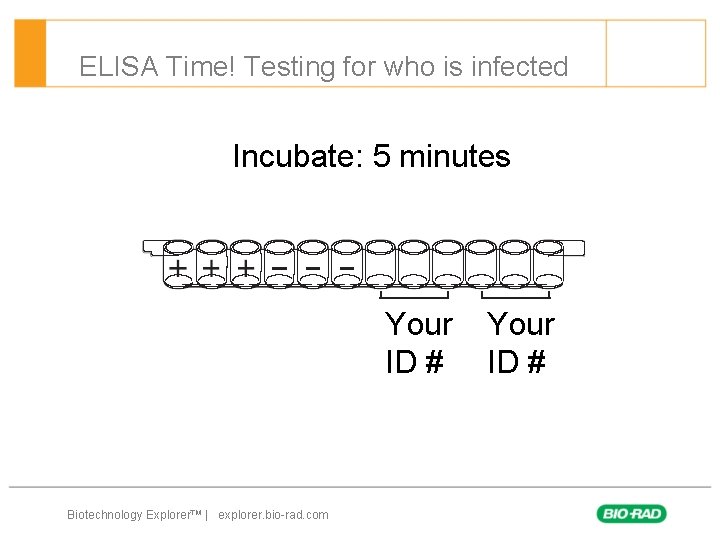 ELISA Time! Testing for who is infected Incubate: 5 minutes Your ID # Biotechnology