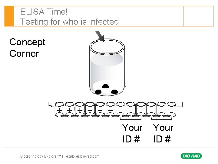 ELISA Time! Testing for who is infected Concept Corner Your ID # Biotechnology Explorer™