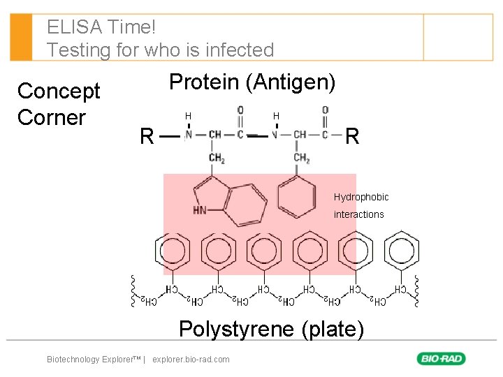 ELISA Time! Testing for who is infected Concept Corner Protein (Antigen) H R Hydrophobic