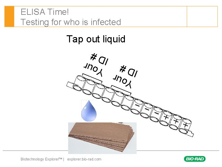 ELISA Time! Testing for who is infected Tap out liquid Y o u r