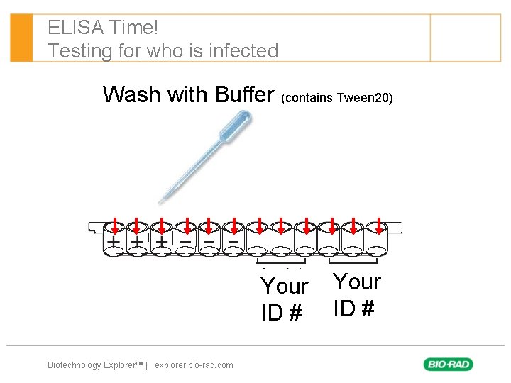 ELISA Time! Testing for who is infected Wash with Buffer (contains Tween 20) Your