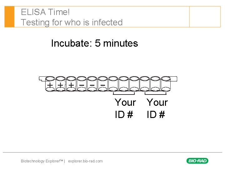 ELISA Time! Testing for who is infected Incubate: 5 minutes Your ID # Biotechnology