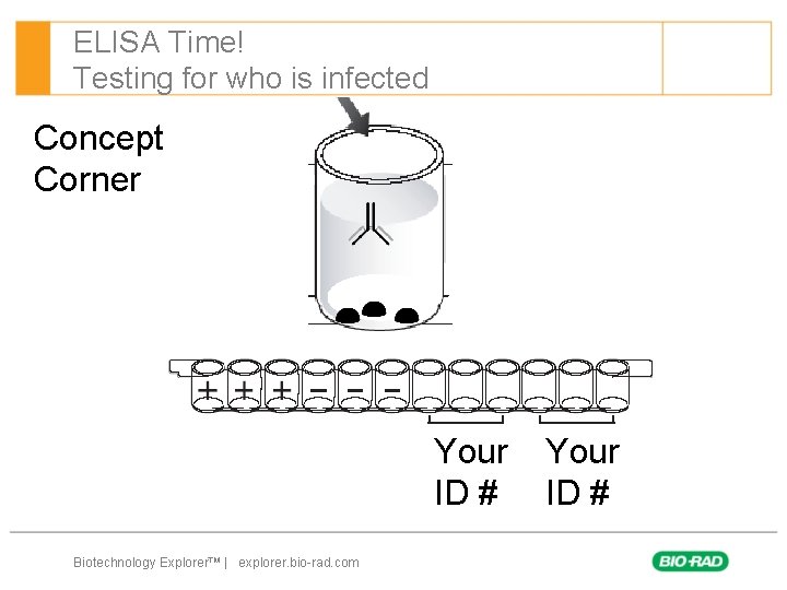 ELISA Time! Testing for who is infected Concept Corner Your ID # Biotechnology Explorer™