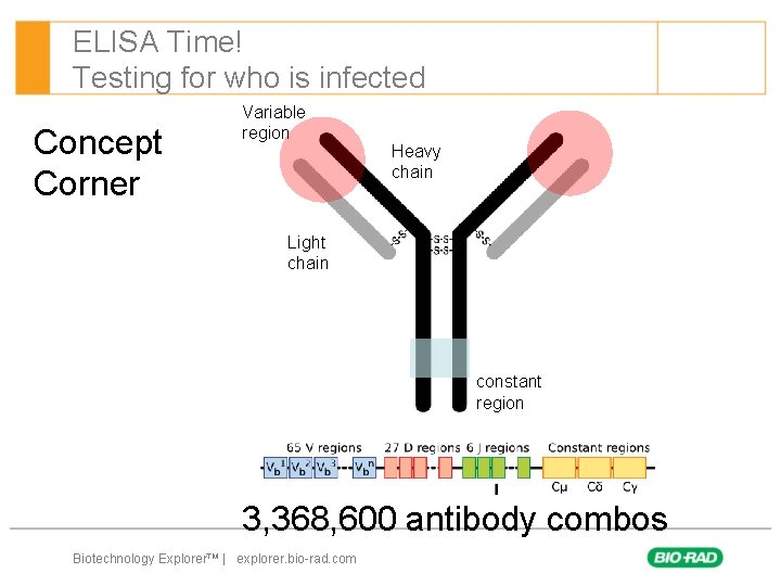 ELISA Time! Testing for who is infected Concept Corner Variable region Heavy chain Light