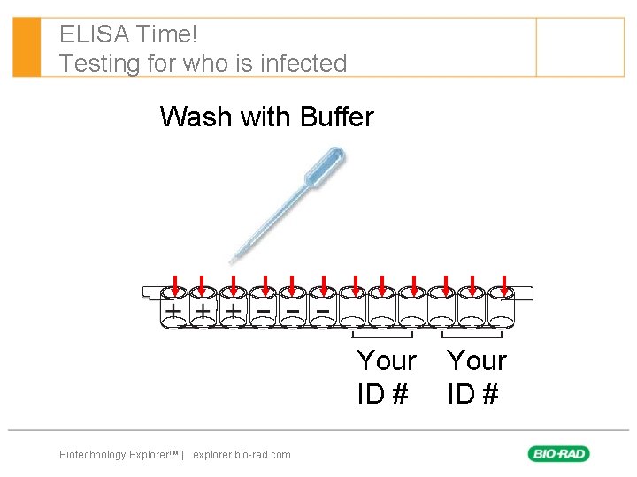 ELISA Time! Testing for who is infected Wash with Buffer Your ID # Biotechnology