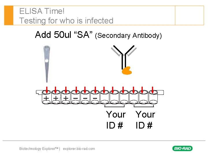 ELISA Time! Testing for who is infected Add 50 ul “SA” (Secondary Antibody) Your