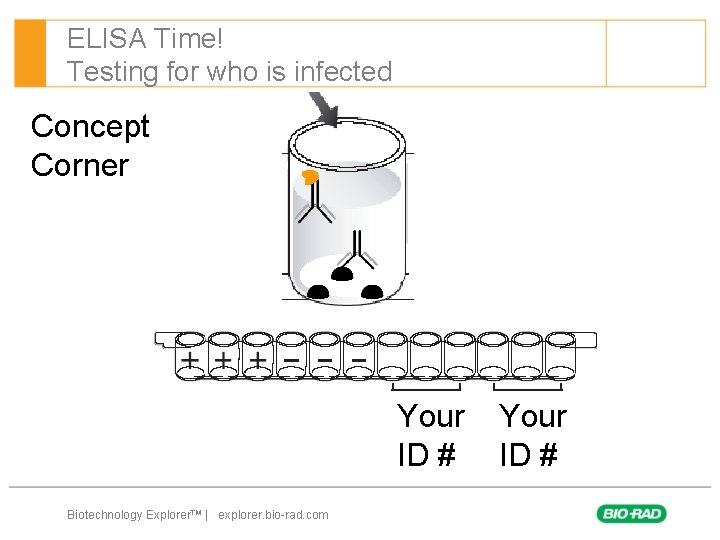 ELISA Time! Testing for who is infected Concept Corner Your ID # Biotechnology Explorer™