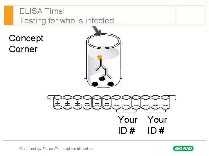 ELISA Time! Testing for who is infected Concept Corner Your ID # Biotechnology Explorer™