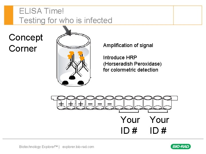 ELISA Time! Testing for who is infected Concept Corner Amplification of signal Introduce HRP