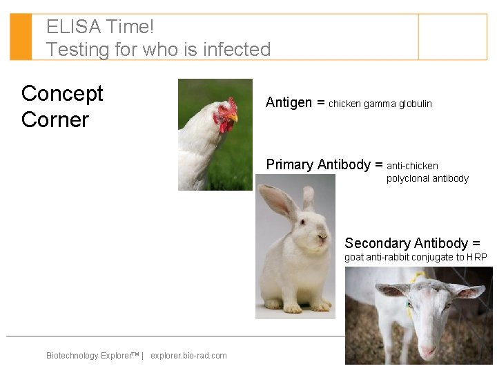 ELISA Time! Testing for who is infected Concept Corner Antigen = chicken gamma globulin