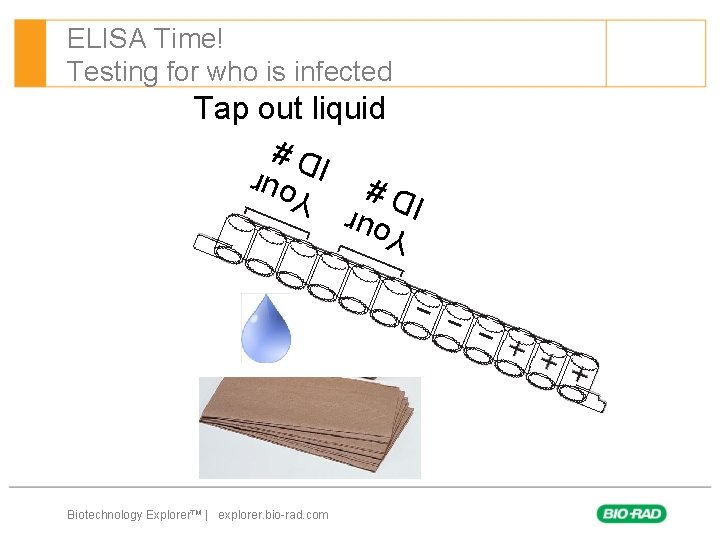 ELISA Time! Testing for who is infected Tap out liquid You ID # r