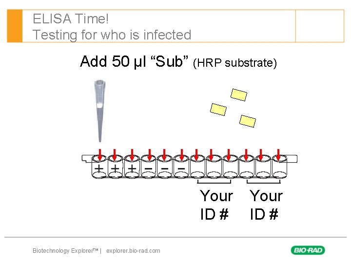 ELISA Time! Testing for who is infected Add 50 µl “Sub” (HRP substrate) Your
