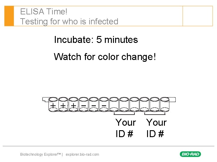 ELISA Time! Testing for who is infected Incubate: 5 minutes Watch for color change!