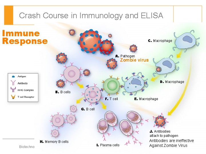 Crash Course in Immunology and ELISA Immune Response C. Macrophage A. Pathogen Zombie virus