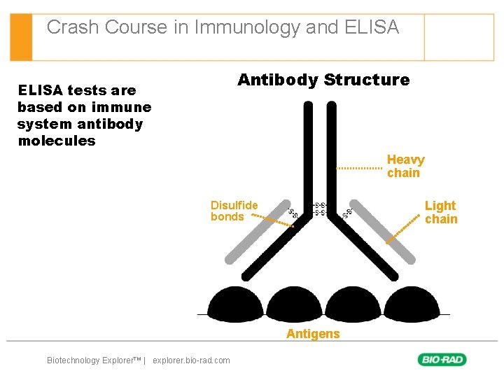 Crash Course in Immunology and ELISA Antibody Structure ELISA tests are based on immune