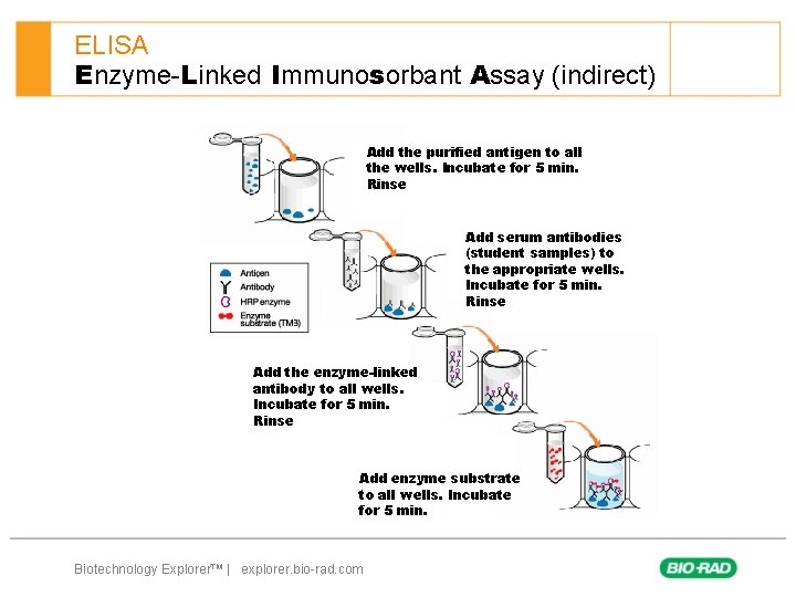 ELISA Enzyme-Linked Immunosorbant Assay (indirect) Add the purified antigen to all the wells. Incubate