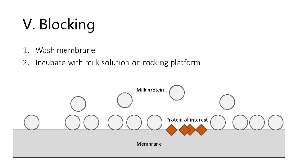 V. Blocking 1. Wash membrane 2. Incubate with milk solution on rocking platform Milk