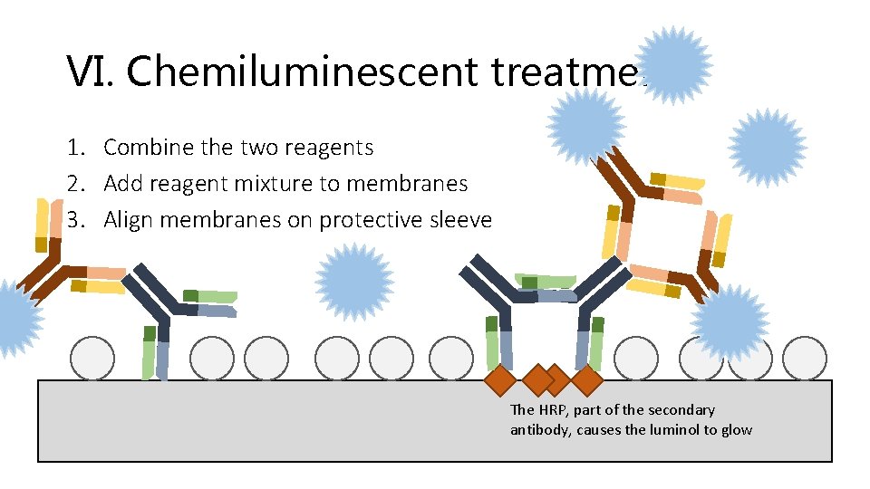 VI. Chemiluminescent treatment 1. Combine the two reagents 2. Add reagent mixture to membranes