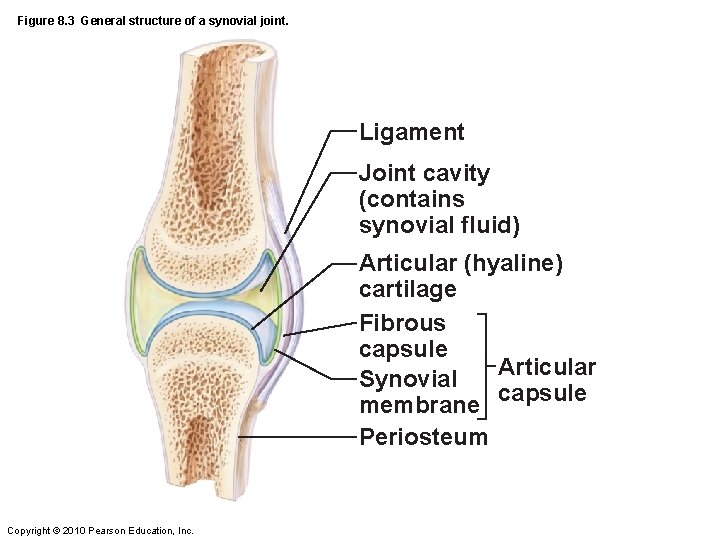 Figure 8. 3 General structure of a synovial joint. Ligament Joint cavity (contains synovial