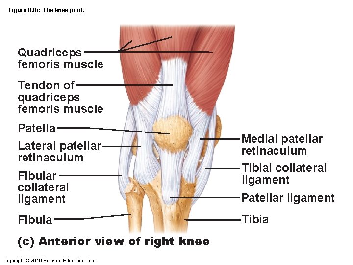 Figure 8. 8 c The knee joint. Quadriceps femoris muscle Tendon of quadriceps femoris Figure 8. 8 c The knee joint. Quadriceps femoris muscle Tendon of quadriceps femoris