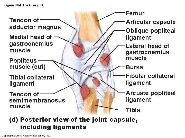 Figure 8. 8 d The knee joint. Tendon of adductor magnus Medial head of