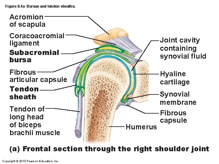 Figure 8. 4 a Bursae and tendon sheaths. Acromion of scapula Coracoacromial ligament Subacromial