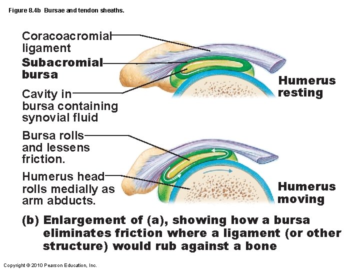 Figure 8. 4 b Bursae and tendon sheaths. Coracoacromial ligament Subacromial bursa Cavity in