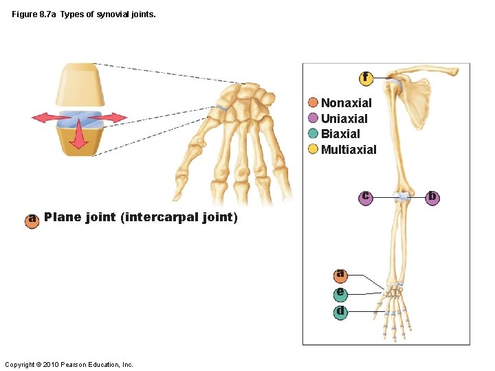 Figure 8. 7 a Types of synovial joints. f Nonaxial Uniaxial Biaxial Multiaxial c